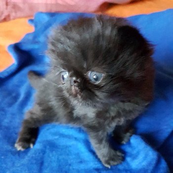 chaton Persan black Onyx Chatterie Katzarolli