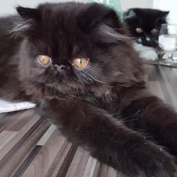 chaton Persan black Onyx Chatterie Katzarolli