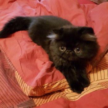 chaton Persan black Onyx Chatterie Katzarolli