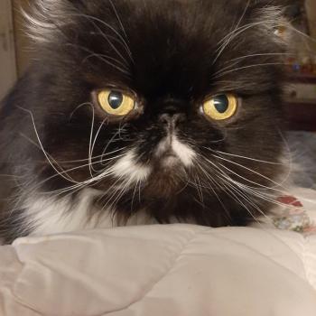 chaton Persan black bicolor Oscar Chatterie Katzarolli