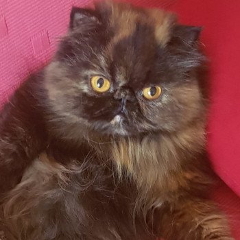 chaton Persan black tortie Rita Chatterie Katzarolli