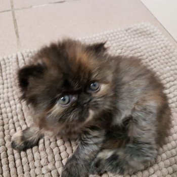 chaton Persan black tortie Rubis Chatterie Katzarolli