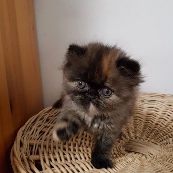 chaton Persan black tortie Rubis Chatterie Katzarolli