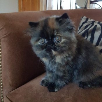 chaton Persan black tortie Rubis Chatterie Katzarolli