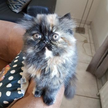 chaton Persan black tortie Rubis Chatterie Katzarolli