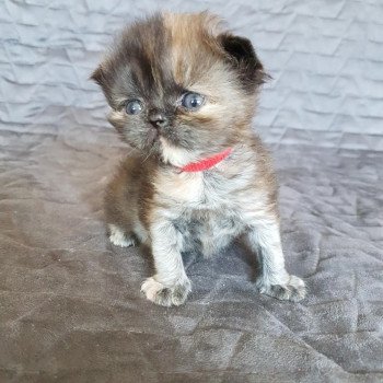 chaton Persan black tortie Rubis Chatterie Katzarolli