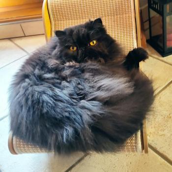 chaton Persan black Star-Lord Chatterie Katzarolli