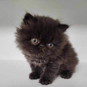 chaton Persan black SCARABEE Chatterie Katzarolli