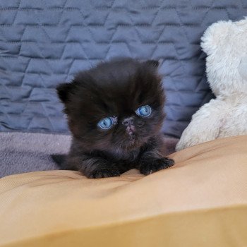 chaton Persan black SPARTAKUS Chatterie Katzarolli chaton Persan black SPARTAKUS Chatterie Katzarolli