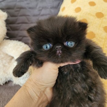 chaton Persan black SPARTAKUS Chatterie Katzarolli chaton Persan black SPARTAKUS Chatterie Katzarolli