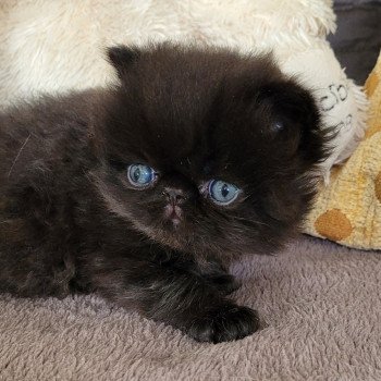 chaton Persan black SPARTAKUS Chatterie Katzarolli chaton Persan black SPARTAKUS Chatterie Katzarolli