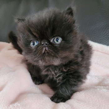 chaton Persan black SPARTAKUS Chatterie Katzarolli chaton Persan black SPARTAKUS Chatterie Katzarolli