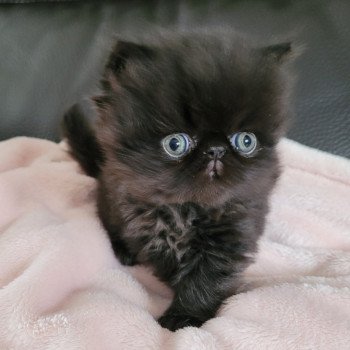 chaton Persan black SPARTAKUS Chatterie Katzarolli chaton Persan black SPARTAKUS Chatterie Katzarolli
