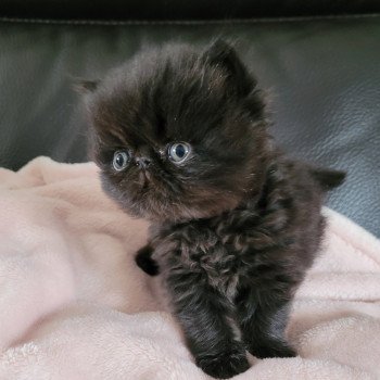 chaton Persan black SPARTAKUS Chatterie Katzarolli chaton Persan black SPARTAKUS Chatterie Katzarolli