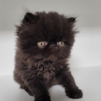chaton Persan black SHAÏDOW Chatterie Katzarolli chaton Persan black SHAÏDOW Chatterie Katzarolli