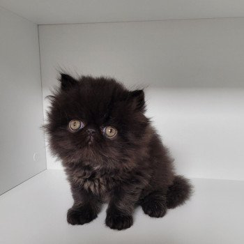 chaton Persan black SHAÏDOW Chatterie Katzarolli chaton Persan black SHAÏDOW Chatterie Katzarolli