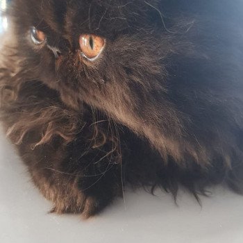 chaton Persan black Shaïdow Chatterie Katzarolli chaton Persan black Shaïdow Chatterie Katzarolli