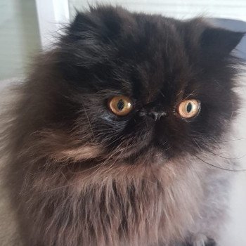 chaton Persan black Shaïdow Chatterie Katzarolli chaton Persan black Shaïdow Chatterie Katzarolli