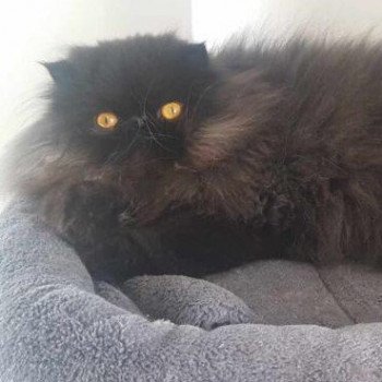 chaton Persan black Shaïdow Chatterie Katzarolli chaton Persan black Shaïdow Chatterie Katzarolli