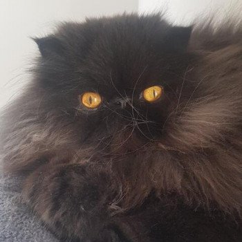 chaton Persan black Shaïdow Chatterie Katzarolli chaton Persan black Shaïdow Chatterie Katzarolli