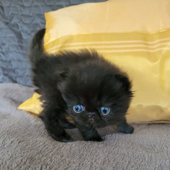chaton Persan black Chatterie Katzarolli chaton Persan black Chatterie Katzarolli