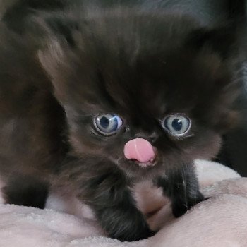 chaton Persan black SPARTAKUS Chatterie Katzarolli chaton Persan black SPARTAKUS Chatterie Katzarolli