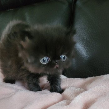 chaton Persan black SPARTAKUS Chatterie Katzarolli chaton Persan black SPARTAKUS Chatterie Katzarolli