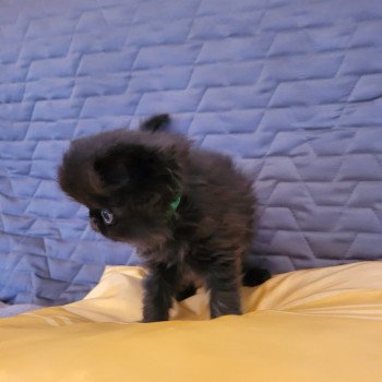 chaton Persan black SPARTAKUS Chatterie Katzarolli chaton Persan black SPARTAKUS Chatterie Katzarolli