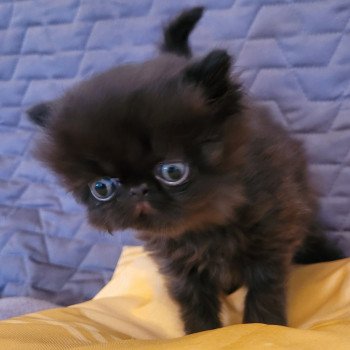 chaton Persan black SPARTAKUS Chatterie Katzarolli chaton Persan black SPARTAKUS Chatterie Katzarolli
