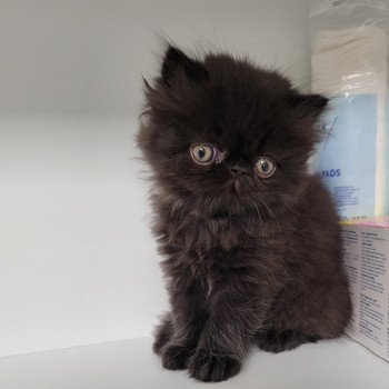 chaton Persan black SPARTAKUS Chatterie Katzarolli chaton Persan black SPARTAKUS Chatterie Katzarolli
