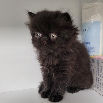 chaton Persan black SPARTAKUS Chatterie Katzarolli chaton Persan black SPARTAKUS Chatterie Katzarolli
