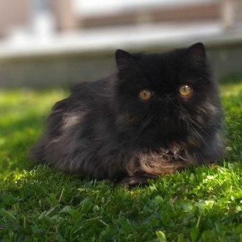 chaton Persan black Spartakus Chatterie Katzarolli chaton Persan black Spartakus Chatterie Katzarolli