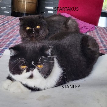 chaton Persan black Spartakus Chatterie Katzarolli chaton Persan black Spartakus Chatterie Katzarolli