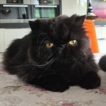 chaton Persan black Spartakus Chatterie Katzarolli chaton Persan black Spartakus Chatterie Katzarolli
