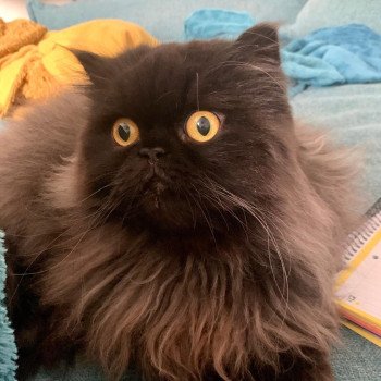 chaton Persan black Syrius Black Chatterie Katzarolli chaton Persan black Syrius Black Chatterie Katzarolli