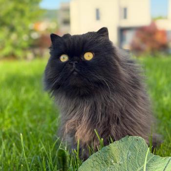chaton Persan black Syrius Black Chatterie Katzarolli