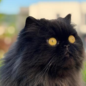 chaton Persan black Syrius Black Chatterie Katzarolli