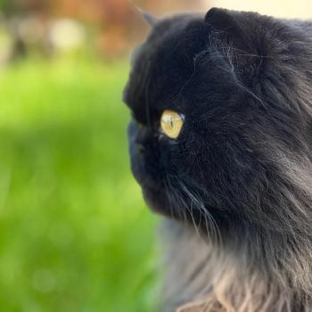 chaton Persan black Syrius Black Chatterie Katzarolli