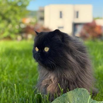 chaton Persan black Syrius Black Chatterie Katzarolli