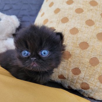chaton Persan black Chatterie Katzarolli chaton Persan black Chatterie Katzarolli