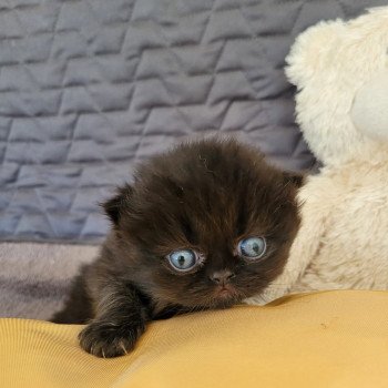 chaton Persan black SYRIUS Chatterie Katzarolli chaton Persan black SYRIUS Chatterie Katzarolli