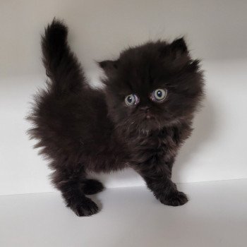 chaton Persan black SYRIUS Chatterie Katzarolli chaton Persan black SYRIUS Chatterie Katzarolli