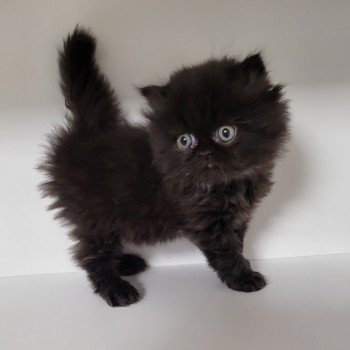 chaton Persan black SYRIUS Chatterie Katzarolli