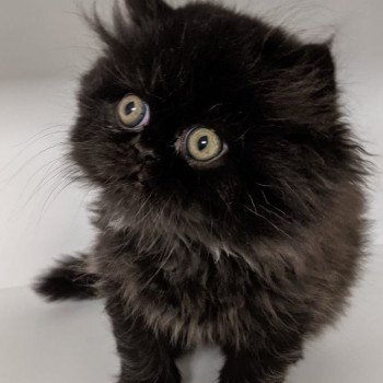 chaton Persan black SYRIUS BLACK Chatterie Katzarolli chaton Persan black SYRIUS BLACK Chatterie Katzarolli