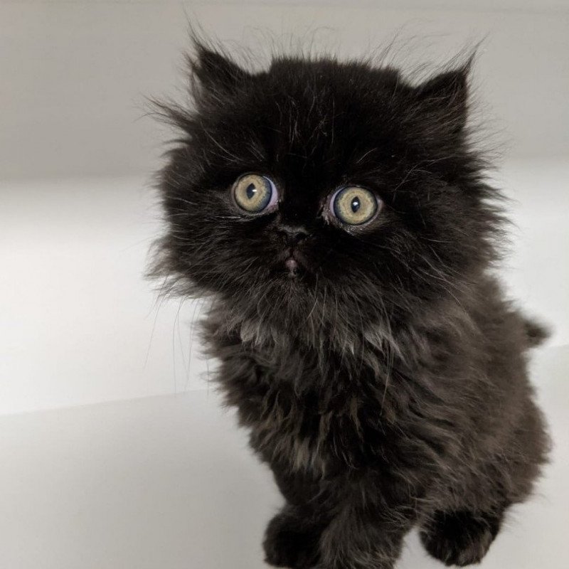 Syrius Black Mâle Persan Syrius Black Mâle Persan