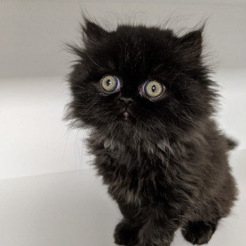 chaton Persan black SYRIUS BLACK Chatterie Katzarolli chaton Persan black SYRIUS BLACK Chatterie Katzarolli