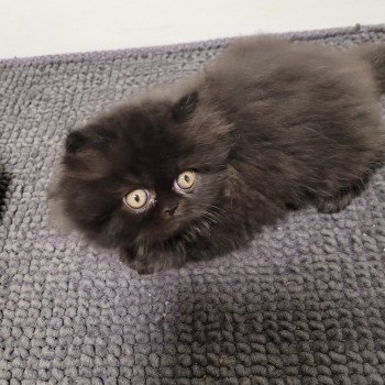 chaton Persan black SYRIUS BLACK Chatterie Katzarolli