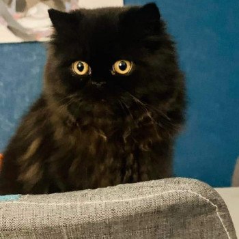 chaton Persan black Syrius Black Chatterie Katzarolli chaton Persan black Syrius Black Chatterie Katzarolli