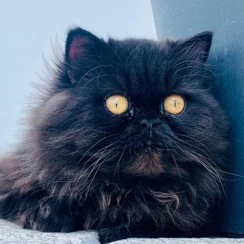 chaton Persan black Syrius Black Chatterie Katzarolli chaton Persan black Syrius Black Chatterie Katzarolli