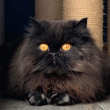 chaton Persan black Syrius Black Chatterie Katzarolli chaton Persan black Syrius Black Chatterie Katzarolli